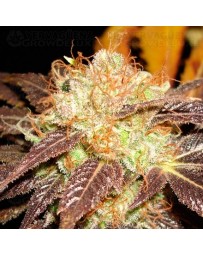 Auto Diesel CBD Seeds autofloreciente