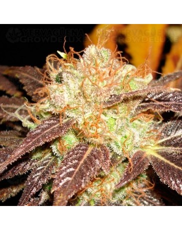 Auto Diesel CBD Seeds autofloreciente