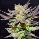 Auto Lavender CBD Seeds autofloreciente