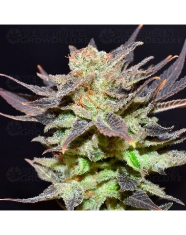 Auto Lavender CBD Seeds autofloreciente