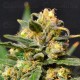 Auto Northern CBD Seeds autofloreciente