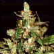 Auto Widow CBD Seeds autofloreciente