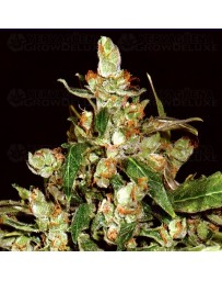 Auto Widow CBD Seeds autofloreciente