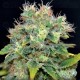 Auto Yumbolt CBD Seeds autofloreciente