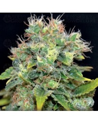 Auto Yumbolt CBD Seeds autofloreciente