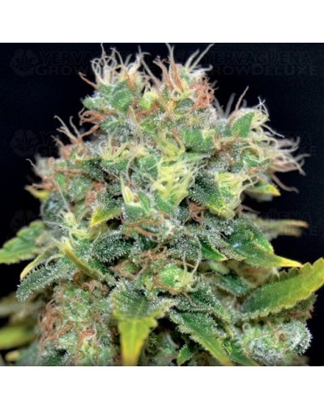 Auto Yumbolt CBD Seeds autofloreciente