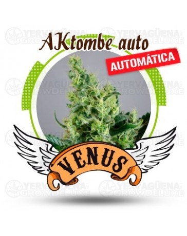 AKtombe Venus Genetics autofloreciente