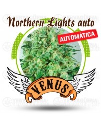 Northern Lights Venus Genetics autofloreciente