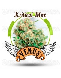 Kritical Max Venus Genetics