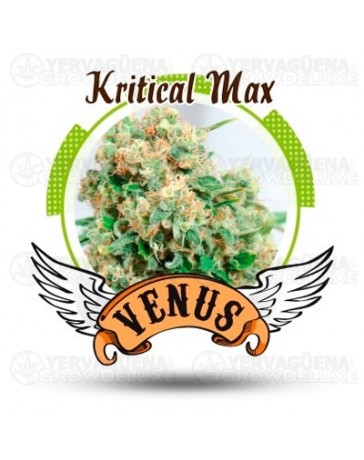 Kritical Max Venus Genetics