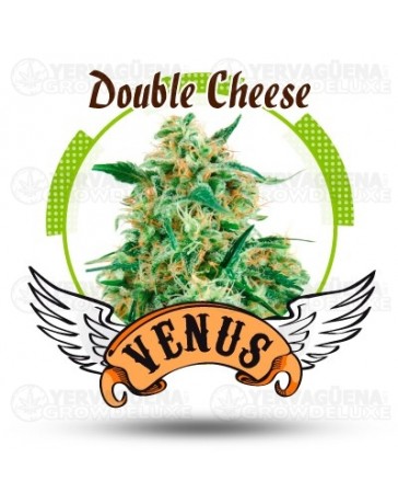 Double Cheese Venus Genetics