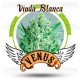 Viuda Blanca Venus Genetics