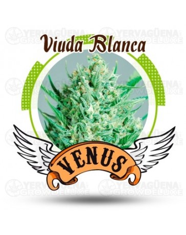 Viuda Blanca Venus Genetics