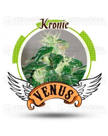 Kronic Venus Genetics