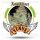 Kamikhaze Venus Genetics