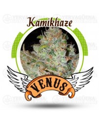 Kamikhaze Venus Genetics