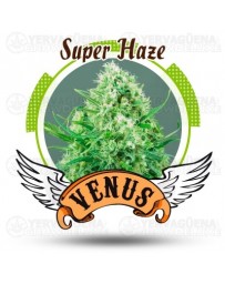 Super Haze Venus Genetics