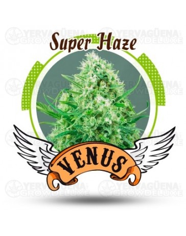 Super Haze Venus Genetics