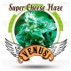 Super Cheese Haze Venus Genetics