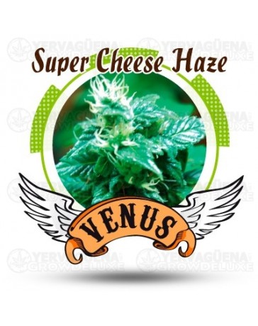 Super Cheese Haze Venus Genetics