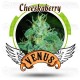 Cheesekaberry Venus Genetics