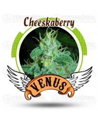 Cheesekaberry Venus Genetics