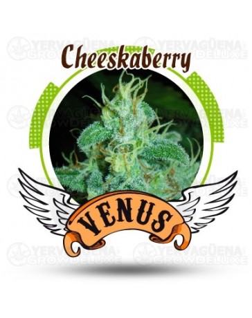 Cheesekaberry Venus Genetics