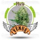 Hielo Venus Genetics