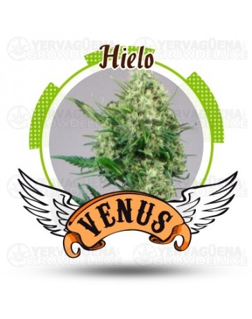 Hielo Venus Genetics