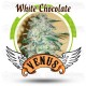 White Chocolate Venus Genetics