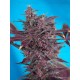 Black Cream Sweet Seeds autofloreciente