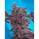 Black Cream Sweet Seeds autofloreciente