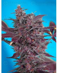 Black Cream Sweet Seeds autofloreciente