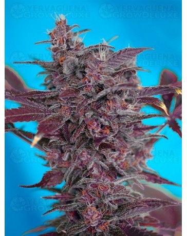 Black Cream Sweet Seeds autofloreciente