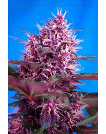 Red Poison Auto Sweet Seeds Autofloreciente