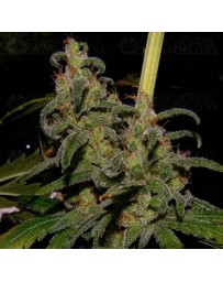 La Niña Mr. Nice regular