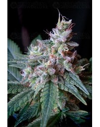 Cream Caramel F1 Fast Version Sweet Seeds