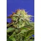 Green Poison F1 Fast Version Sweet Seeds