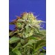Green Poison F1 Fast Version Sweet Seeds