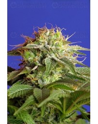 Green Poison F1 Fast Version Sweet Seeds