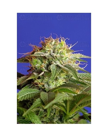 Green Poison F1 Fast Version Sweet Seeds