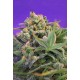 Sweet Cheese F1 Fast Version Sweet Seeds
