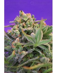 Sweet Cheese F1 Fast Version Sweet Seeds