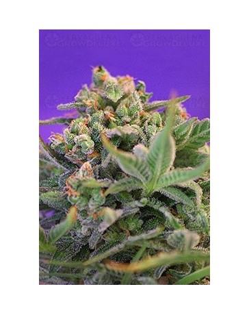 Sweet Cheese F1 Fast Version Sweet Seeds