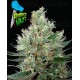 Ripper Haze Ripper Seeds