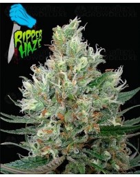 Ripper Haze Ripper Seeds