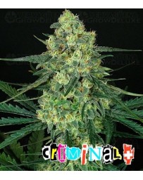 Criminal + Ripper Seeds