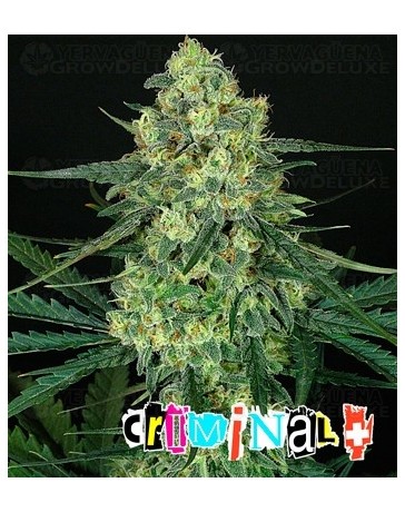 Criminal + Ripper Seeds