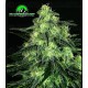 Black Valley Ripper Seeds