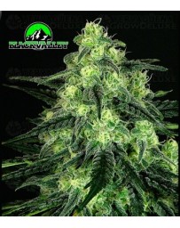 Black Valley Ripper Seeds